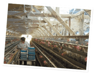 コープ産直こめたまご