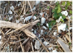 海ごみ回収体験～マイクロプラスチックに分解される前にご協力をお願い致します～