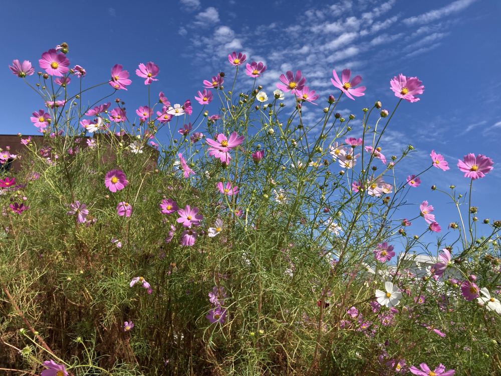 秋桜