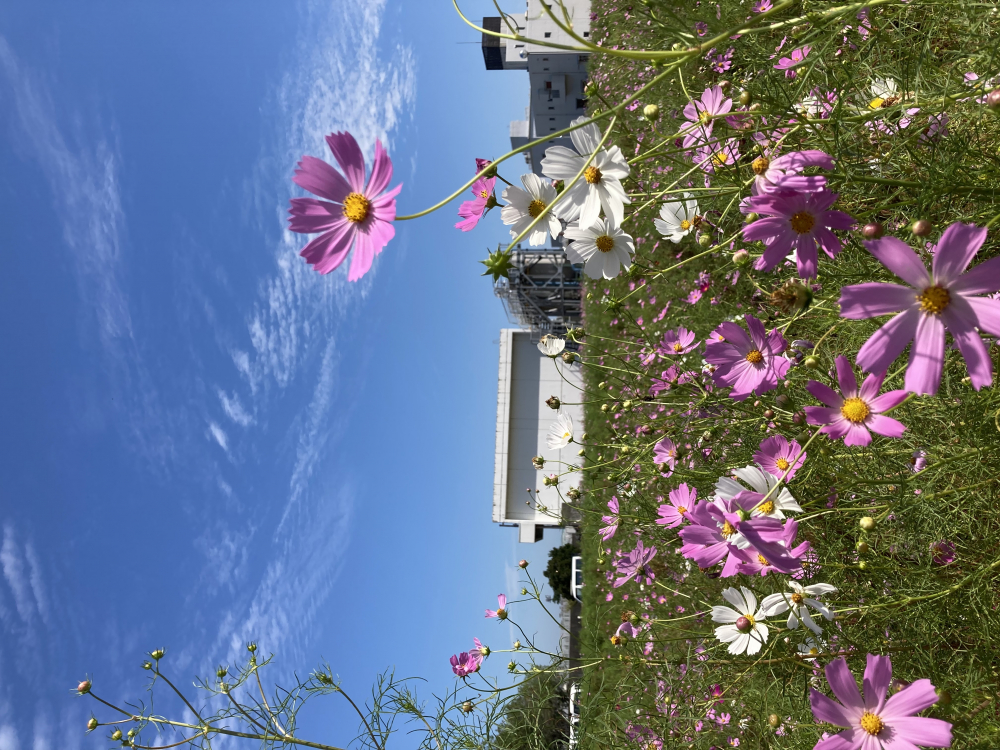 秋桜