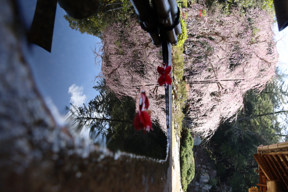 枝垂れ桜
