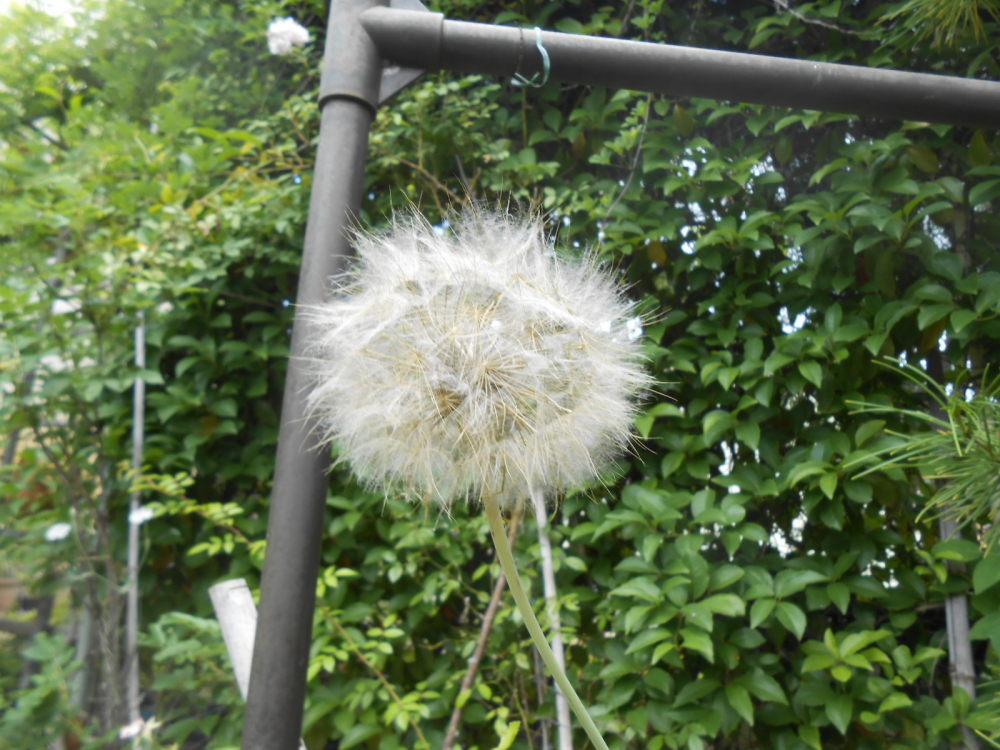 私の朝活