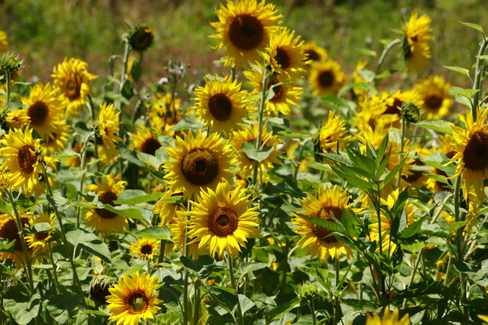 夏の向日葵　🌻🌻🌻