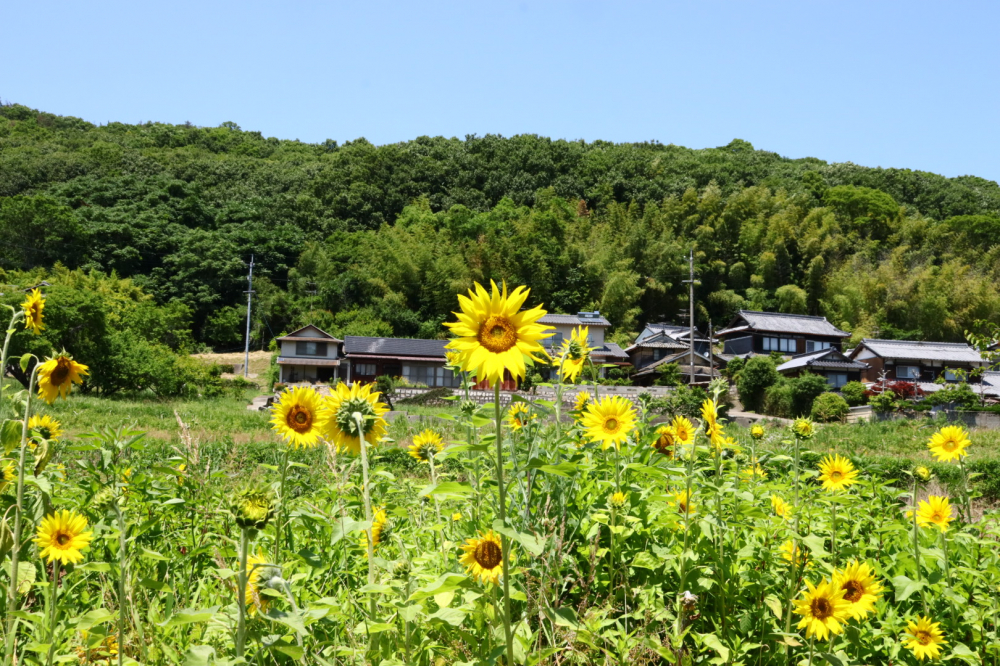 夏の向日葵　🌻🌻🌻