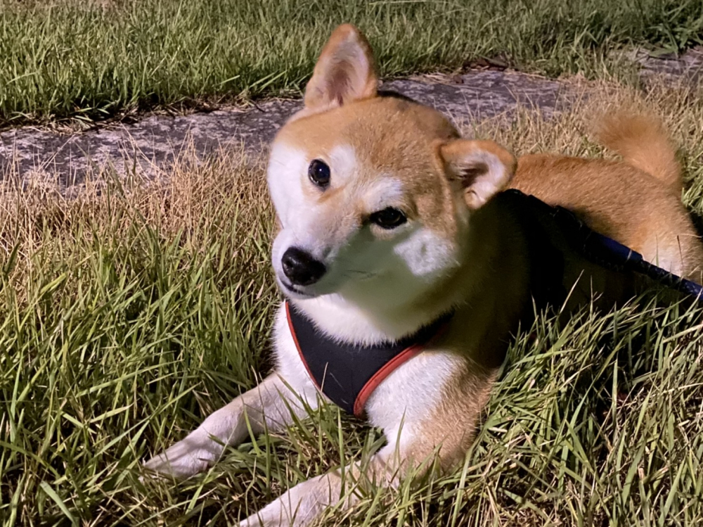 我が家のペット
