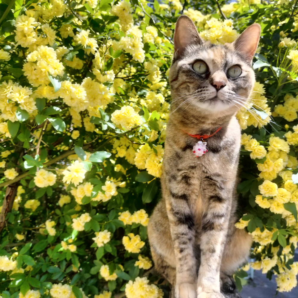 好きな花はモッコウバラ