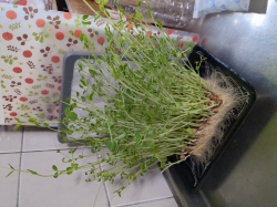野菜のリサイクル