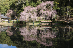 枝垂れ桜