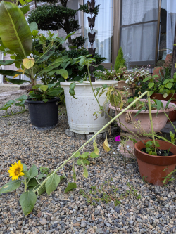 ど根性ひまわり🌻、咲きました。