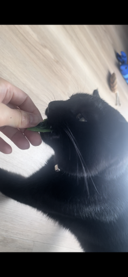 わが家のペット