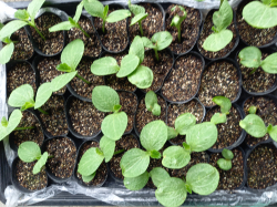 カボチャの種を蒔きました。