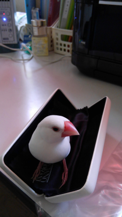 わが家のペット