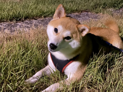 我が家のペット