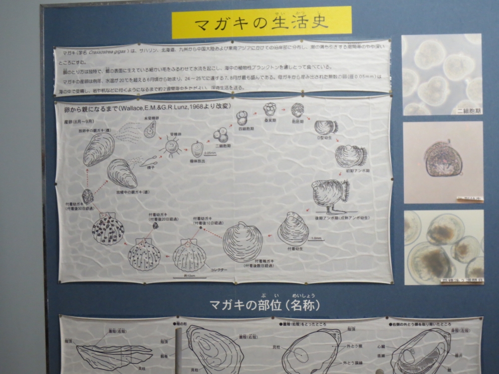 邑久町生ガキ産地見学~産地でカキについて学び、おいしさを実感しよう!!~
【岡山西エリア商品PJ】