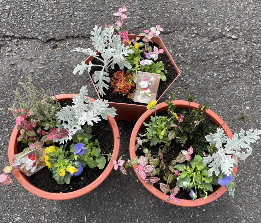 花の寄せ植え 冬→春
【美作エリア鏡野コープ委員会】