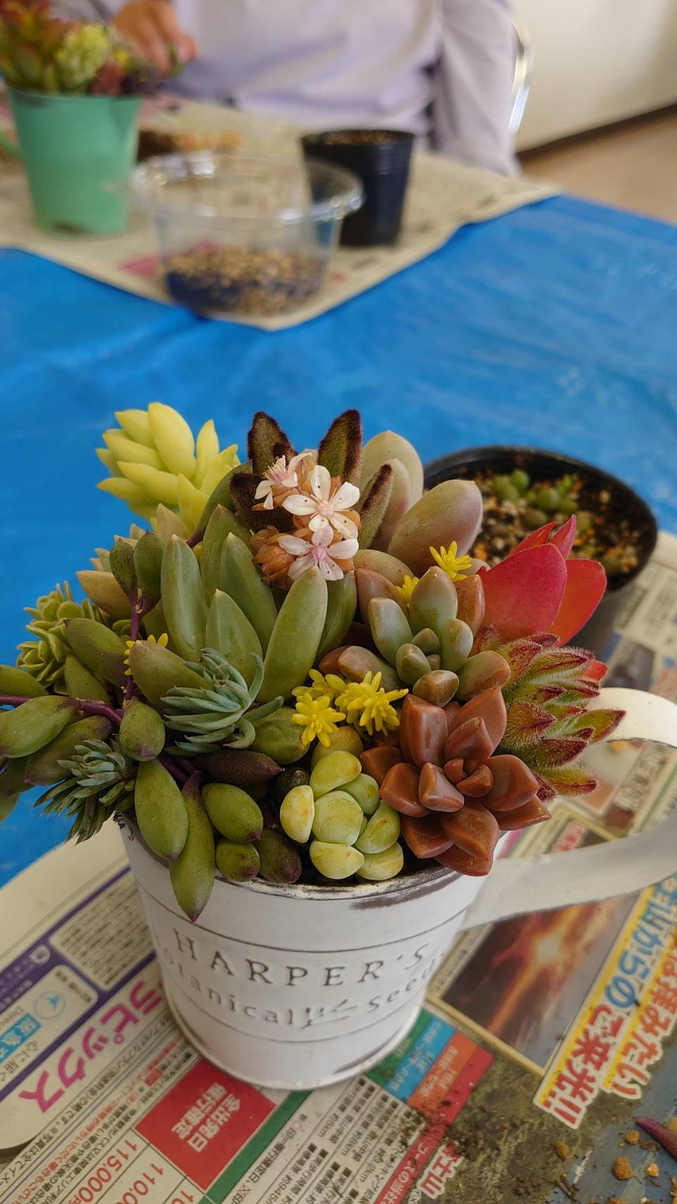 多肉植物の寄せ植えしましょ!
【岡山西エリア建部南コープ委員会】