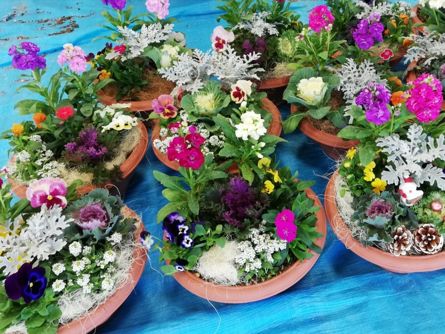 この時期もいやされる♡　冬の花で寄せ植えしませんか?
【井笠エリア寄島コープ委員会】