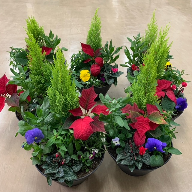 季節のお花&植物で　寄せ植えワークショップ
【岡山西エリア横井コープ委員会】