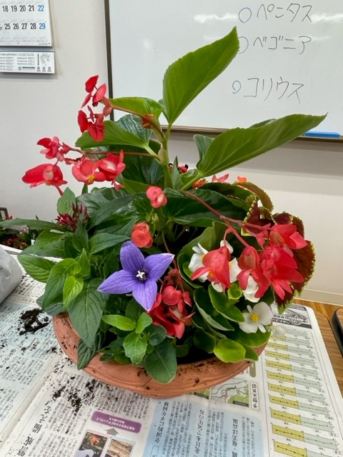 プロの園芸屋さんが来ます!夏花の寄せ植え
【美作エリア鏡野コープ委員会】