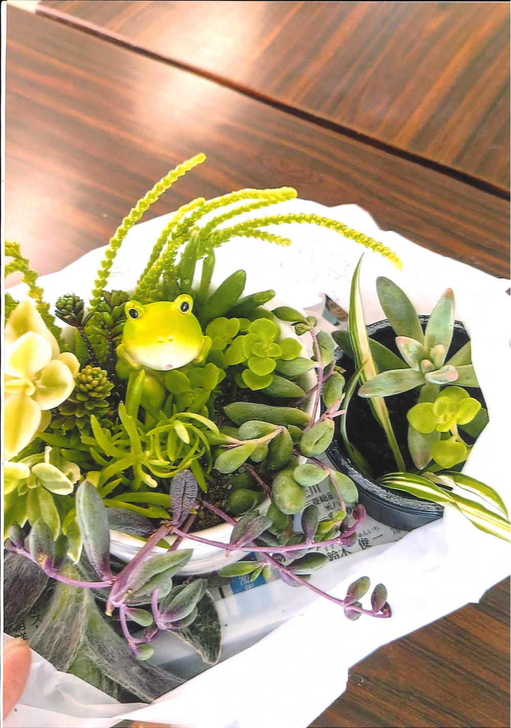 多肉植物の寄せ植えやりますよー♡(初級編)
【岡山西エリア藤田北コープ委員会】