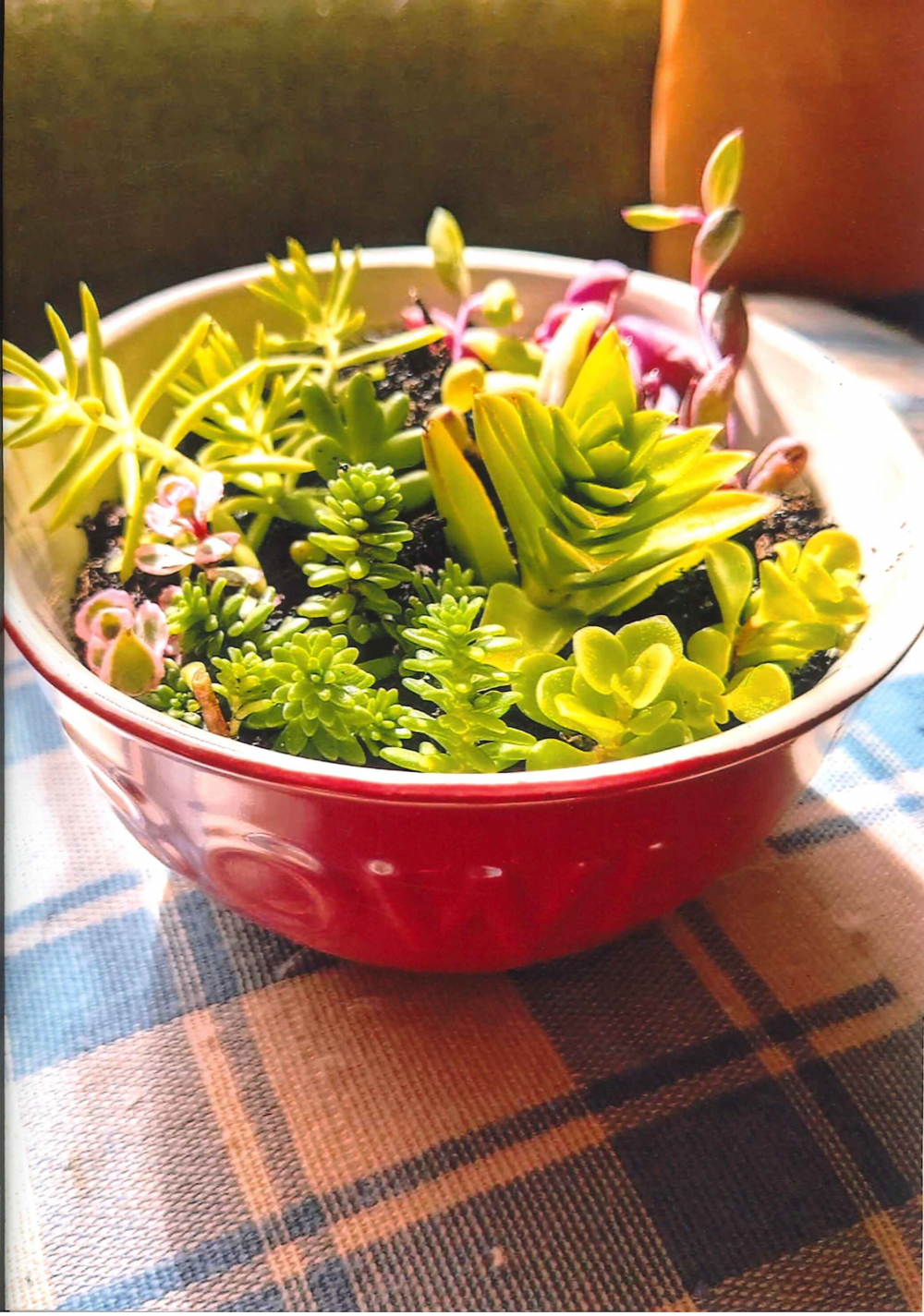 多肉植物の寄せ植えやりますよー♡(初級編)
【岡山西エリア藤田北コープ委員会】