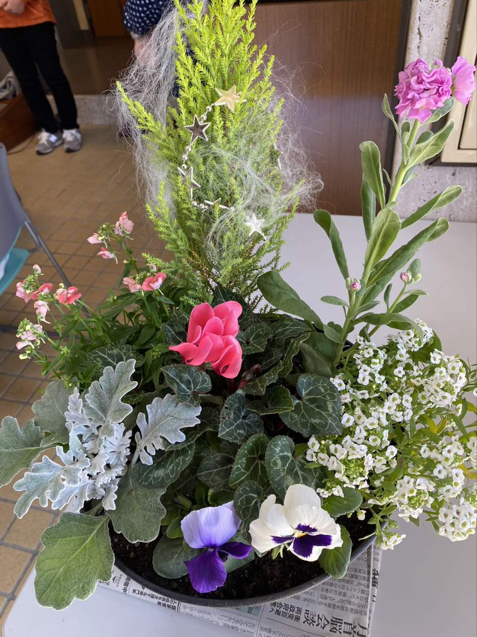 クリスマスの寄せ植えしませんか?
【岡山西エリア鯉山コープ委員会】