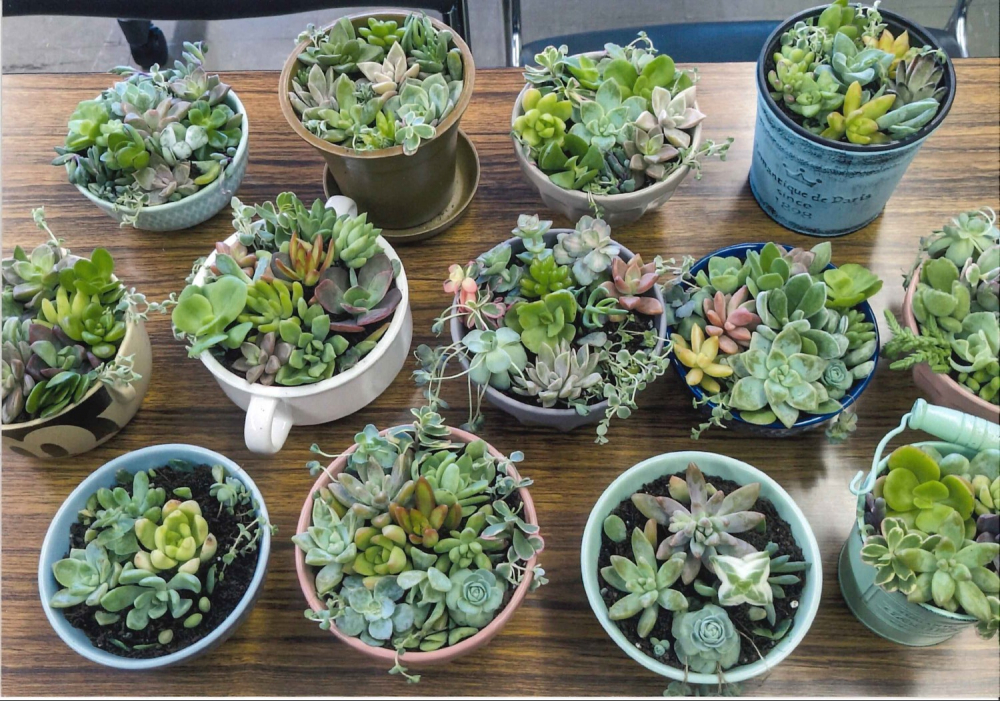 多肉植物の寄せ植えを作りませんか
【岡山東エリア片上コープ委員会】