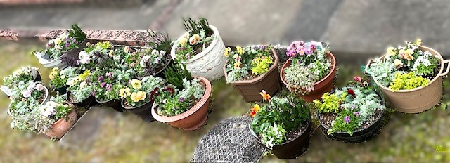 寄せ植えとmini試食会 ～おしゃれな寄せ植えでお正月をはなやかに迎えましょう～
【美作エリア鏡野コープ委員会】