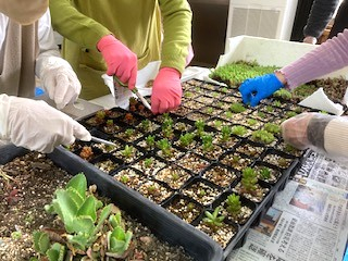 「多肉植物の寄せ植え」を楽しみましょう!
【岡山西エリア牧石コープ委員会】