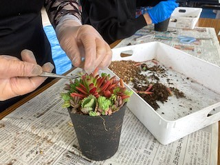 「多肉植物の寄せ植え」を楽しみましょう!
【岡山西エリア牧石コープ委員会】